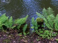 Farnreihe am Mühlbach Ufer